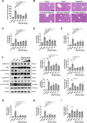 Establishment and application of a high-throughput screening model for cell adhesion inhibitors